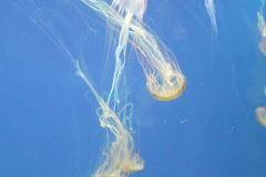 5.D a medúzy
